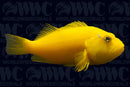 Joculator Pygmy Angelfish - Australia