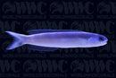 Dusky Tilefish - Philippines