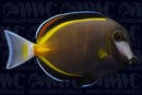 Powder Brown Tang - Philippines