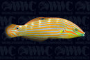 Pinstripe Melanurus Wrasse - Female - Philippines