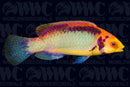 Red Eye Solor Fairy Wrasse- Male - Indonesia