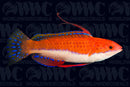 Ruby Longfin Fairy Wrasse - Sri Lanka