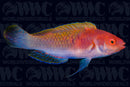 Ruby Head Fairy Wrasse - Indonesia