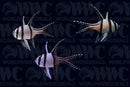 Banggai Cardinalfish - Aquacultured (3-Lot) - Thailand