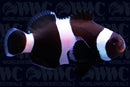 Ocellaris, Darwin, QM Labs Clownfish Aquacultured  - USA