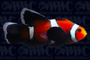 Mocha Longfin Ocellaris Clownfish - Aquacultured  - USA