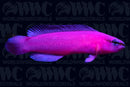 Orchid Fridmani Dottyback - Aquacultured - U.S.A.