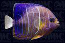 Annularis Angelfish - Changing - Indonesia