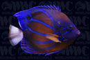 Annularis Angelfish - Adult - Sri Lanka
