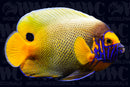 Blue Face Angelfish - Philippines