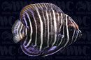 Blue Face Angelfish - Juvenile - Indonesia