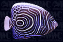 Imperator Angelfish - Juvenile - Sri Lanka