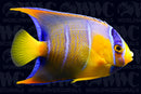 Queen Angelfish - Juvenile - Florida