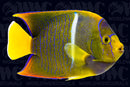 Passer Angelfish - Costa Rica