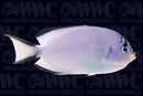 Watanabei Angelfish - Female - Vanuatu