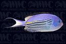 Watanabei Angelfish - Male - Vanuatu