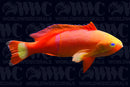 Pictilis Anthias - Male - Vanuatu