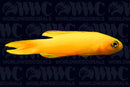 Assessor Yellow Basslet - Australia