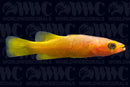 Yellowtail Reef Basslet (Liopropoma mitratum) - Philippines