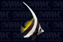 Black and White Butterflyfish - Philippines