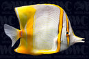 Marginalis Butterflyfish - Australia