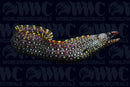 Jeweled Eel - Costa Rica