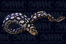 Yellow Spotted Moray Skeletor Eel - Indonesia