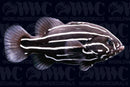 Goldenstriped Soapfish - Sri Lanka