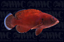 Tomato Grouper - Indonesia