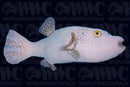 Blue Spotted Puffer - Nicaragua