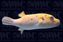 Golden Puffer - Nicaragua