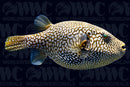 Scribbled Mappa Pufferfish - Fiji
