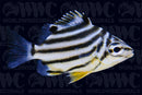 Australian Stripey - Australia