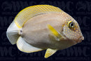 Black-Eared Tang - Indonesia