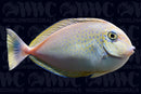 Vlamingii Tang - Sub-adult - Sri Lanka