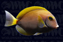 Dussumier Tang - Fiji