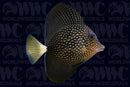 Gem Tang - Madagascar