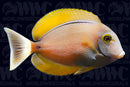 Black Spot Tang - Sri Lanka