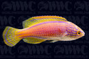 Lineatus Fairy Wrasse - New Caledonia