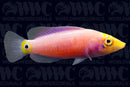 Mystery Wrasse - Marshall Islands