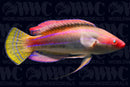 Threadfin Fairy Wrasse - Male - Philippines