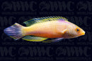 Rhomboid Fairy Wrasse - Super Male - Marshall Islands