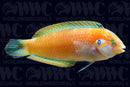 Kuteri Wrasse - Male - New Caledonia