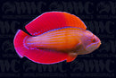 Red Sea Eightline Flasher Wrasse - Male - Madagascar