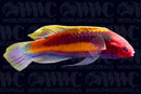 Yellow Band Velvet Wrasse - Male - Marshall Islands
