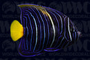 Maculosus Angelfish - Juvenile - Aquacultured