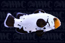 Black Ice Clownfish - Aquacultured - Indonesia