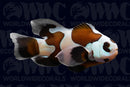 Mocha Storm Longfin Clownfish - Aquacultured - USA