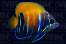 Majestic Blue Girdled Angelfish - Changing - Melanesia