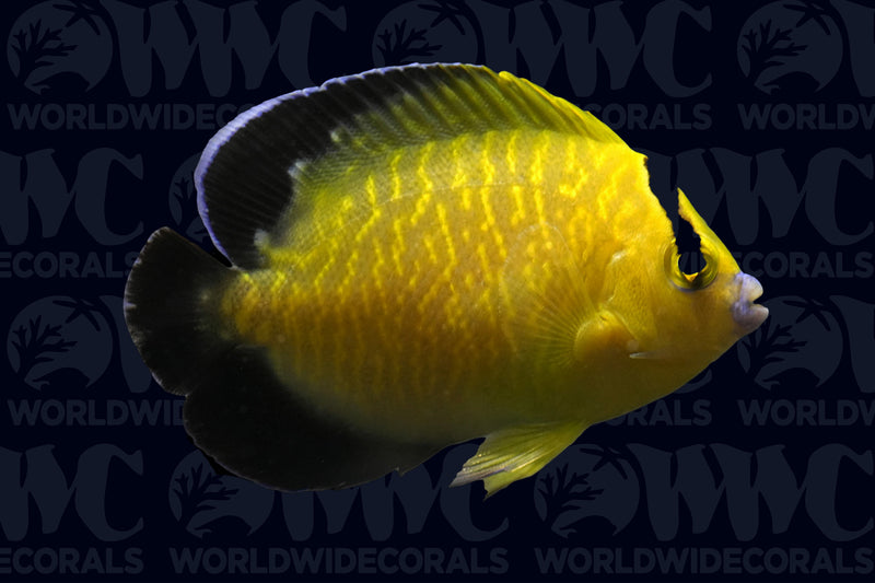 Goldflake Angelfish - Adult - Central Pacific